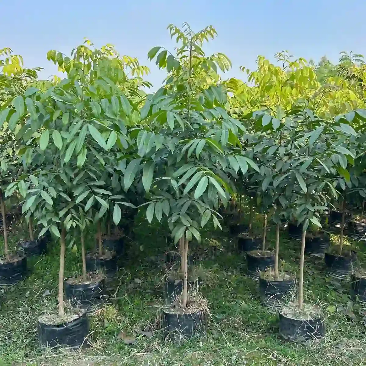 Mahogany Plant